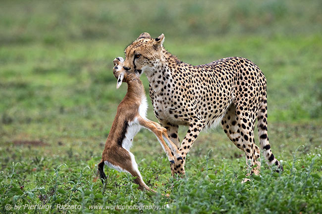 Cheetah-hunted-tommy